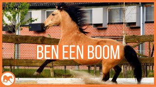 Wat als jouw paard over je heen loopt?