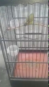 Pleci ngelasrol ngeri bongkar isian JossssSsssSssssss