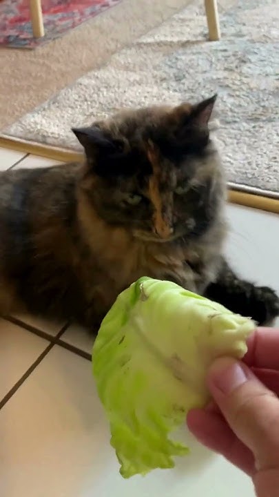lucky-runs-away-from-cabbage-fights-with-cabbage-do-cats-eat-the
