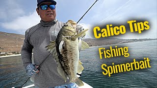 Captain benny florentino of coastal charters explains how to catch
calicos with a spinnerbait. either fishing structure, or overlay kelp,
using spinnerbait...