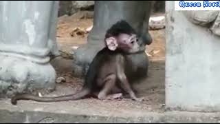 گرسنگی بچه میمون بیچاره که مادرش را بعد زایمان از دست میده #monkey #asia #lifestyle