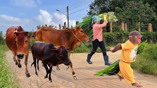 Best videos cows! CUTIS farmer takes cow!