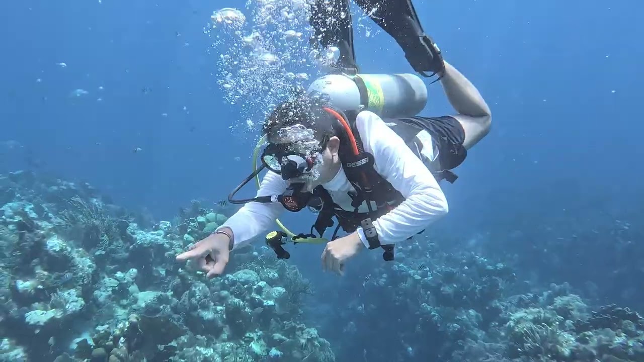 Diving Roatan 2023