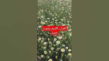 القرآن الكريم بصوت جميل #قرآن #اكسبلور #quran #تيك_توك #القرآن_الكريم #لايك #ترند #في #راحة_نفسية