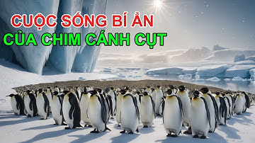Khám Phá Bí Ẩn Loài Chim Cánh Cụt Những Điều Bạn Chưa Biết! | Khám Phá Thiên Nhiên