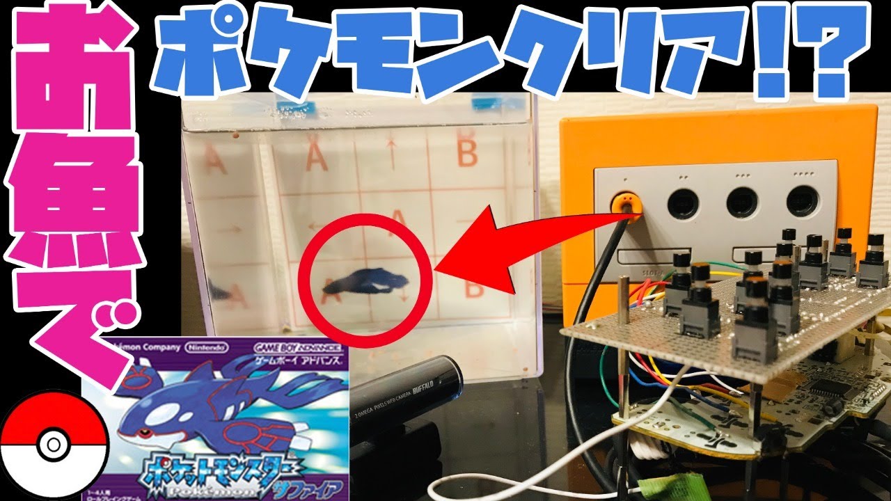 2446h ルネジム編 ペットの魚でポケモンクリア Clear The Pokemon With Fish 作業用bgm ポケモン動画まとめサイト