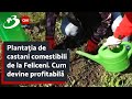 Plantația de castani comestibili de la Feliceni. Cum devine profitabilă
