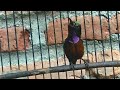 Pancingan Kolibri Ninja Konin Agar Gacor Ngobra Nembak Isian Mp3 - Mp4 Download