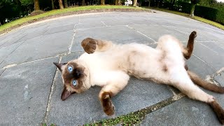 ４匹の猫達がお腹を丸出しにして「モフってくれ！」とアピールしてくる