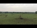 Lions  & Hyenas battle it out for prey