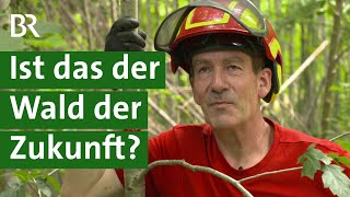 Artenreicher und klimastabiler Wald: Wird Gymnasiallehrer Waldbesitzer des Jahres? | Unser Land | BR