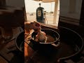 A Roadside Recipe🍗 That Conquered the World #shorts #pov #kfc
