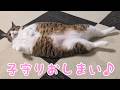 子守りが落ち着いて気が抜けた猫。vol.1555