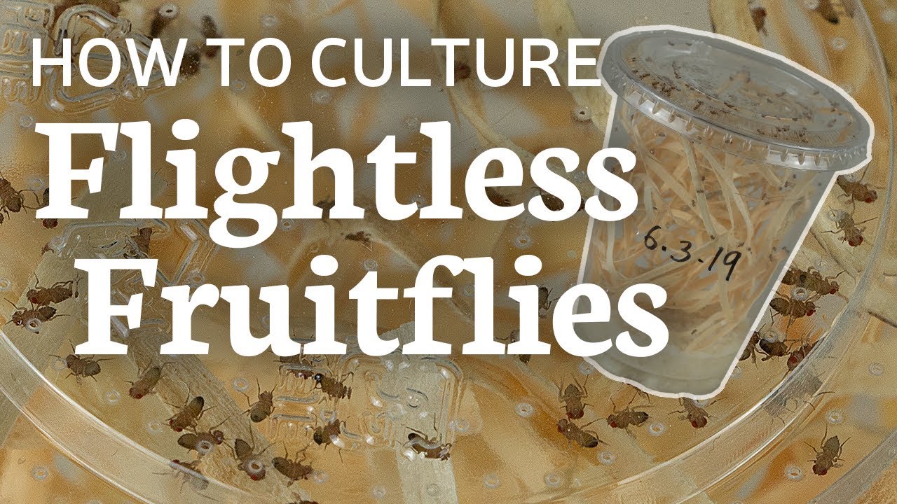 Flightless Fruitflies 101: How To Raise And Culture