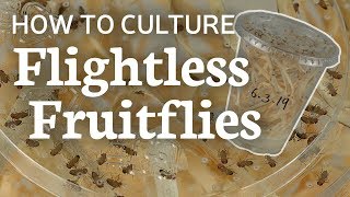 Flightless Fruitflies 101: How to Raise and Culture