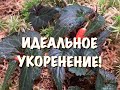 НОВЫЙ МЕТОД ЧЕРЕНКОВАНИЯ. ПОЧЕМУ Я РАНЬШЕ ТАК НЕ ДЕЛАЛА? Спасибо, Светлана ЛодиСад уникальный способ