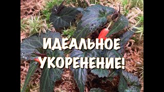 видео: НОВЫЙ МЕТОД ЧЕРЕНКОВАНИЯ. ПОЧЕМУ Я РАНЬШЕ ТАК НЕ ДЕЛАЛА? Спасибо, Светлана ЛодиСад уникальный способ картинка: НОВЫЙ МЕТОД ЧЕРЕНКОВАНИЯ. ПОЧЕМУ Я РАНЬШЕ ТАК НЕ ДЕЛАЛА? Спасибо, Светлана ЛодиСад уникальный способ
