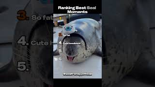 Best seal moments ever!π¦π #animals #cute #animalshorts