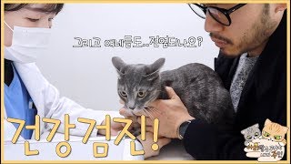 Arirang the cats got checkups.
