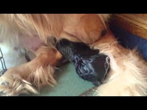 golden retriever giving birth to puppies golden retriever giving birth to 11 puppies funnydog tv golden retriever giving birth to puppies golden retriever giving birth to 11 puppies funnydog tv