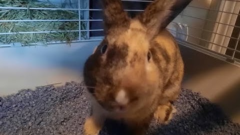 SBB Wird Remord - Rock Oasis - 40.899