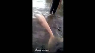 VIRAL IKAN DUYUNG DI TANGKAP WARGA ( FULL )