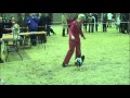Worthing YKC Handling 17-25years Part 2 of 2 Worthing YKC Handling 17-25years Part 2 of 2