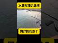水深が浅い漁港で何が釣れる？#shorts #釣り