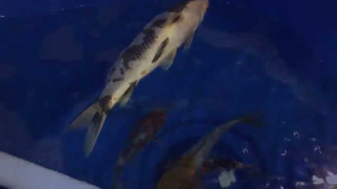 The Pond Digger Does Not Give Up