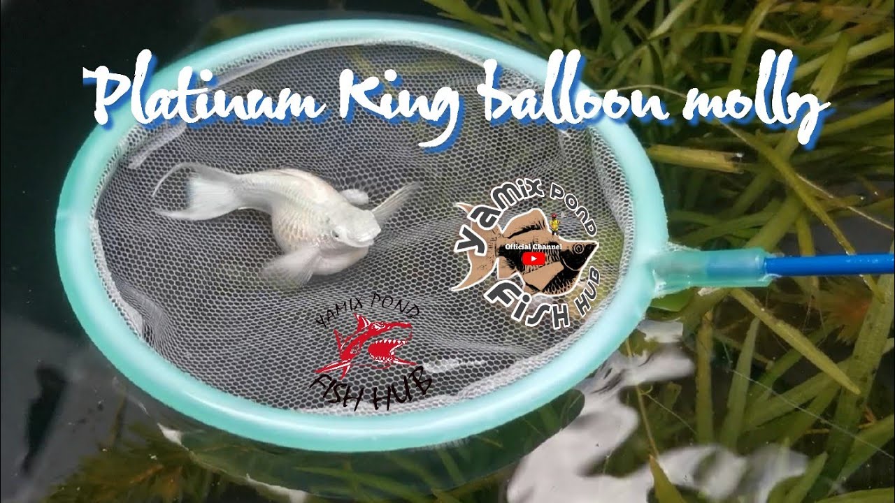 Platinum King balloon molly