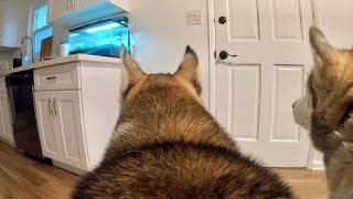 What Do My 2 Huskies Do When Home Alone? *Gopro Spy Footage*