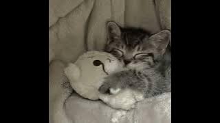 westlife - my love (sped up)