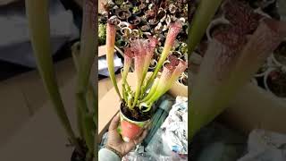 Guess the Plant ☘️ - Test Your Botanical Knowledge in this Engaging #Shorts Challenge screenshot 4