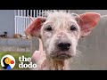 Hairless Street Dog Transforms Into Fluffiest Teddy Bear | The Dodo