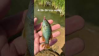 4-26-26 trip report #fishing