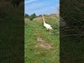 cygnes de 1 jours a 10 semaines