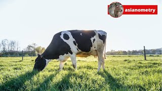 How Big Dairy Ate New Zealand