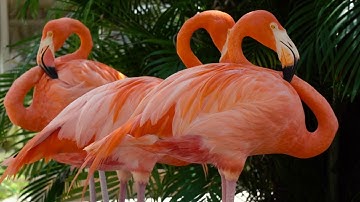 ١٣٦ / ألم نجعل له عينين / مقطع قران قصير تلاوة خاشعة من روائع الشيخ عبدالباسط عبدالصمد