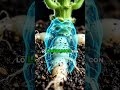 🌱 El secreto de una cosecha de tabaco exitosa 🤫
