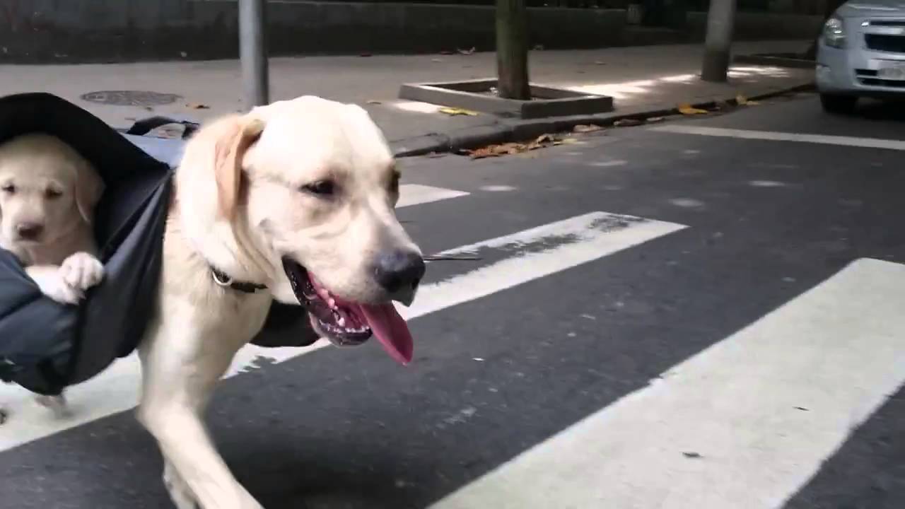 dog with puppy in backpack