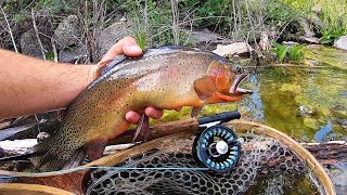 Fly Fishing NATIVE Trout at a MOUNTAIN Lake!! (Catch & Cook)