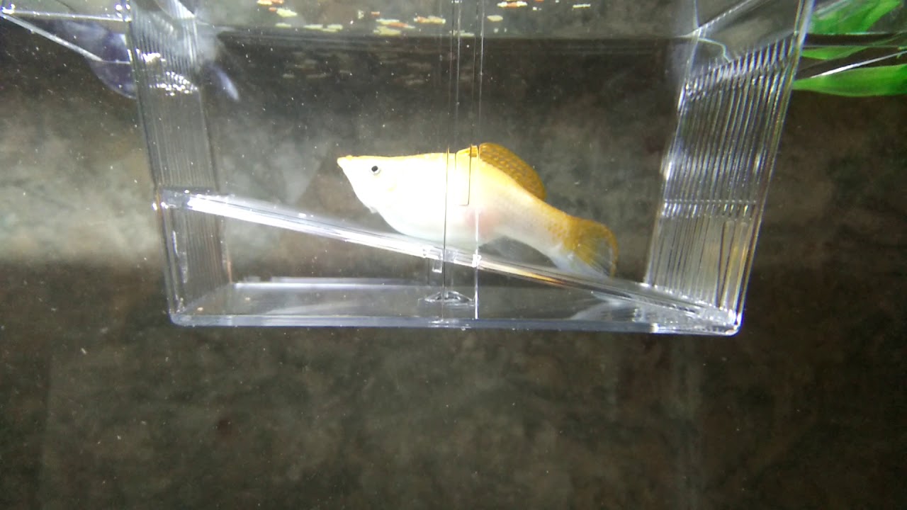 Orange Molly fish pregnant, almost labor, Molly fish, fish tank YouTube