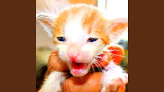 tiny kittens meowing sounds - momo's sound diary