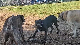 Young Pitbull Comes To Dog Park