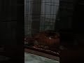 টাইগার মুরগি নিয়ে আসলাম পালন করার জন্য।
