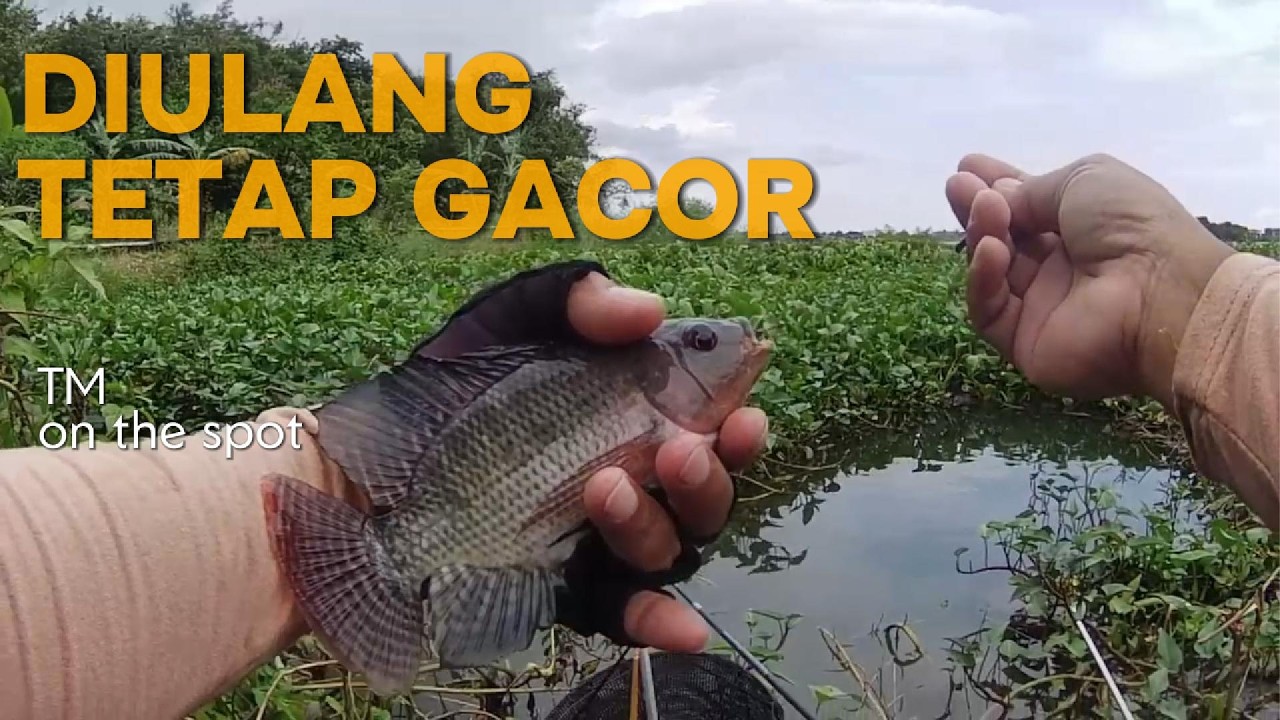 IKAN DISINI TAK ADA HABISNYA, MANCING LUMUTAN WADUK CENGKLIK