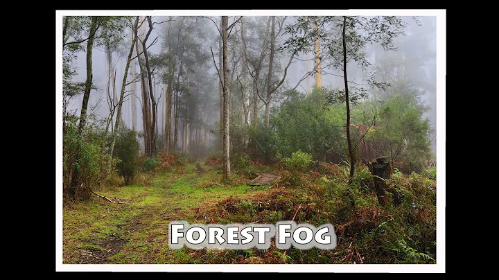 The Fog Returns to the Forest : Woodland Photography