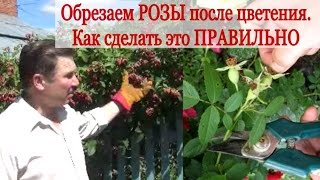 Обрезка РОЗЫ после цветения. Как обрезать ПРАВИЛЬНО?(В этом видео я расскажу как обрезать отцветшие розы правильно, чтобы на следующий год они продолжали радова..., 2015-07-26T20:06:19.000Z)