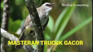 Terbukti trucuk langsung merespon