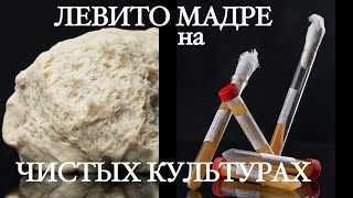 видео: Левито Мадре на ЧК Сольфеджио 7 0 картинка: Левито Мадре на ЧК Сольфеджио 7 0